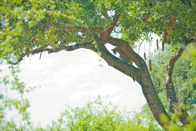 Low angle view of tree