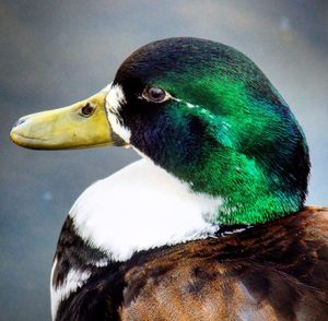 Close-up of bird