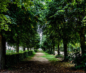 Footpath amidst trees in park