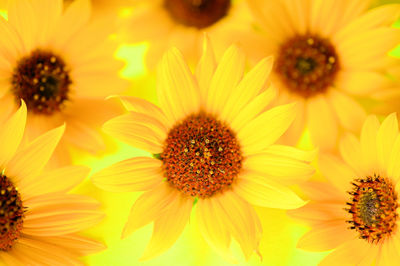 Close-up of yellow flowering plant