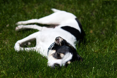 Lazy black and white dog resting in grass in garden in summer