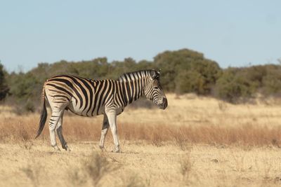 Burchell's zebra in a natural reserve