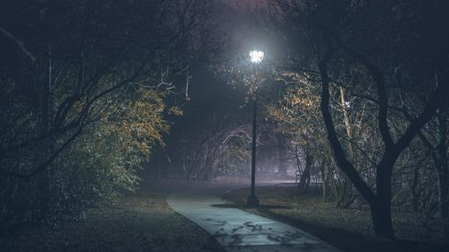 Trees in forest at night