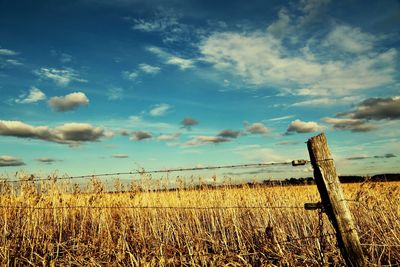 Plants on field against sky