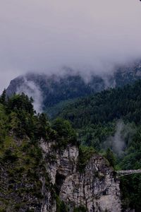 Scenic view of forest against sky