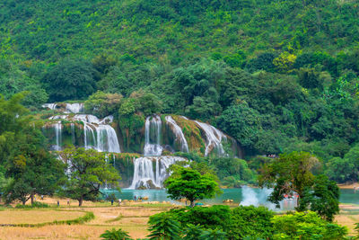 Scenic view of waterfall in forest