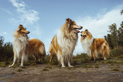 Collie dogs standing together in nature