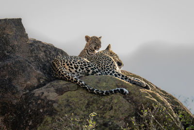 Leopard lies on sunlit rock beside cub