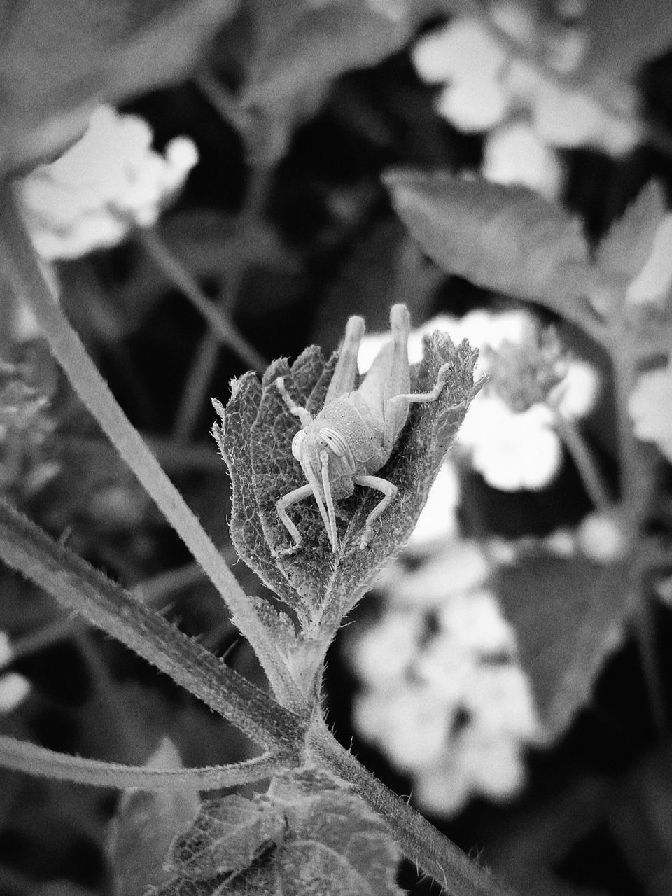 CLOSE-UP OF FLOWER ON PLANT