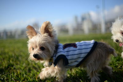 Dog on grassy field