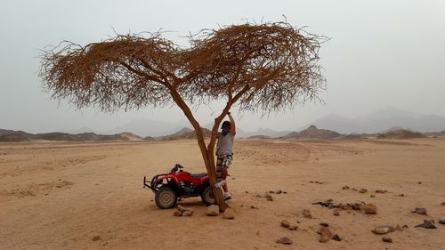 Full length of man climbing tree by quadbike at desert