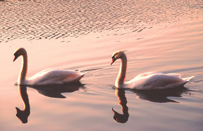 Swan floating on lake during sunset
