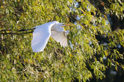 Close-up of white bird flying