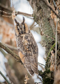 Close-up of bird perching on tree