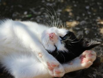 Close-up of cat relaxing outdoors