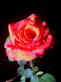 Close-up of red rose blooming against black background