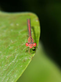 Close-up of insect on leaf