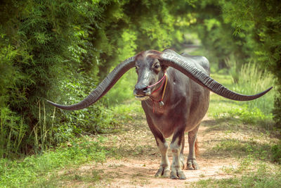 Buffalo standing on field