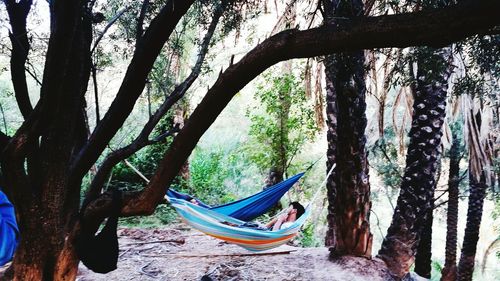 Scenic view of trees