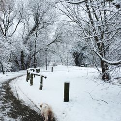 Snow covered trees in winter