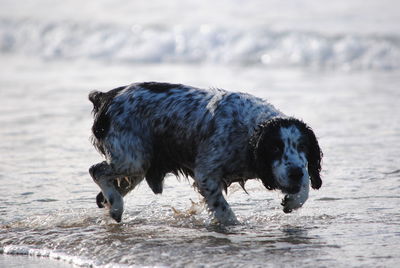 Black dog walking on sea shore