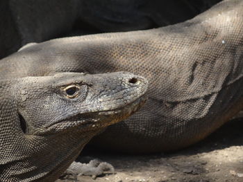 Close-up of lizard in zoo