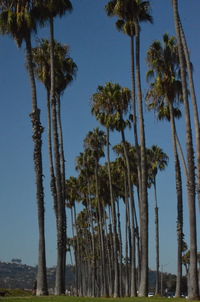 Palm trees against clear sky