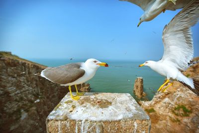 Close-up of seagull perching on rock against sky