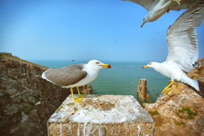 Close-up of seagulls perching on rock against sky