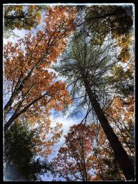 Low angle view of trees against sky