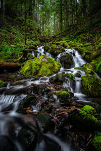 Scenic view of waterfall in forest