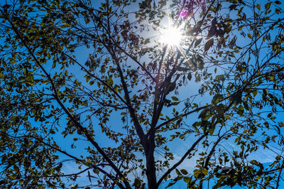 Sun shining through trees