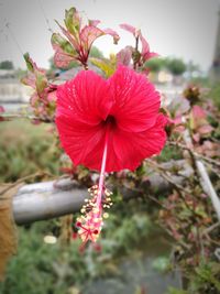 Close-up of red hibiscus blooming outdoors