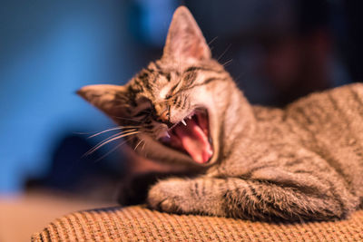 Close-up of a cat