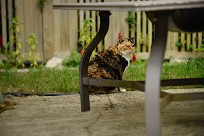 Cat looking away while sitting on land