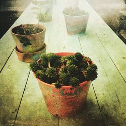 High angle view of potted plants