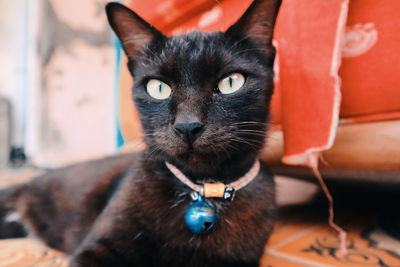 Portrait of black cat