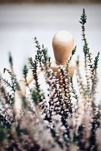 Close-up of shell on tree
