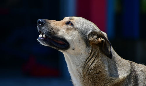 Close-up of a dog looking away