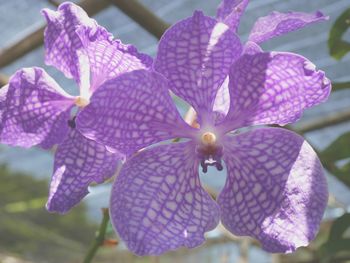 Close-up of flowers