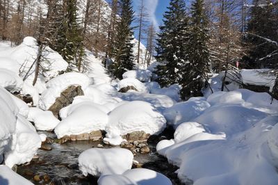 Snow covered trees in forest