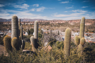 Cactus plants growing on land against sky