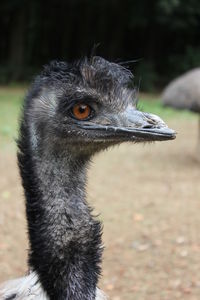 Close-up of a bird looking away