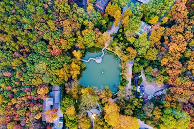 High angle view of trees during autumn