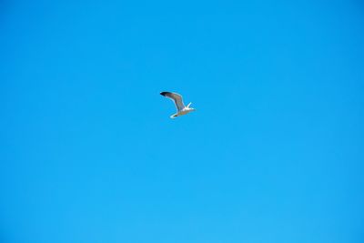 Low angle view of seagulls flying