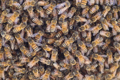 Full frame shot of bees