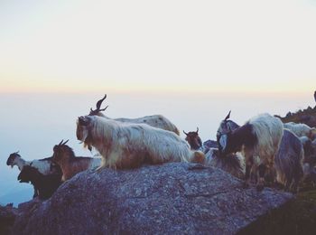 View of sheep on land against sky