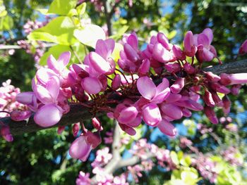 Close-up of pink flowers blooming outdoors