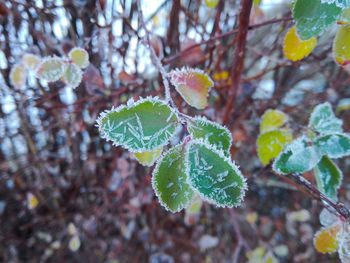 Close-up of snow on plant during winter