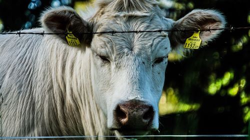 Close-up of cow by fence